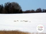 Nordic walking II - Ruś - zdjęcie 10