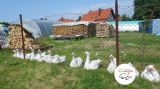 IV wycieczka z przewnikiem - 20 lipca 2014 r. - Dorotowo - zdjęcie 14