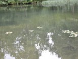 Fotorelacja z III Rusiowej Nocy Świętojańskiej - zdjęcie 15