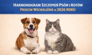 Harmonogram szczepień psów i kotów przeciw wściekliźnie w 2026 roku